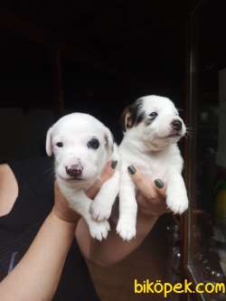 JACK RUSSEL YAVRULAR 2
