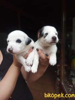 JACK RUSSEL YAVRULAR 3