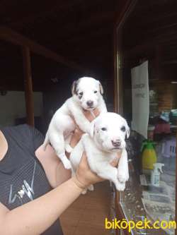 JACK RUSSEL YAVRULAR 1