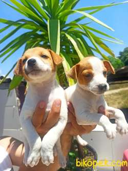 Jack Russel Yavrular 2