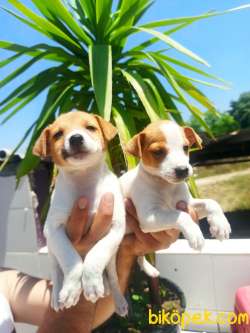 Jack Russel Yavrular 1