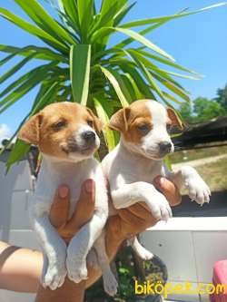 Jack Russel Yavrular 4
