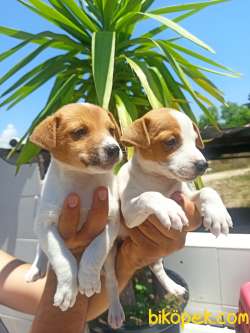 Jack Russel Yavrular 3