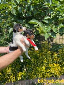 JACK RUSSEL YAVRULAR 2