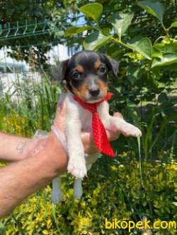 JACK RUSSEL YAVRULAR 3