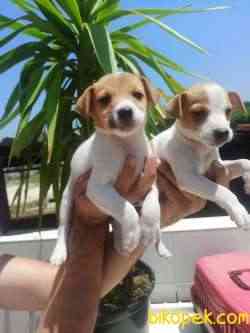 JACK RUSSEL YAVRULAR 3