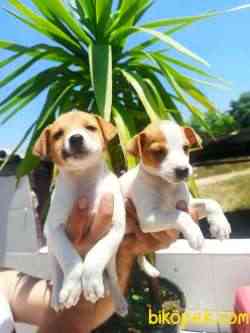 Jack Russel Yavrular 2