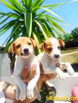 Jack Russel Yavrular 3