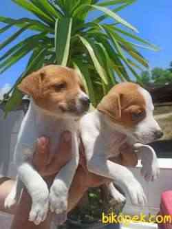 Jack Russel Yavrular 4