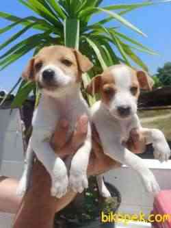 Jack Russel Yavrular 1