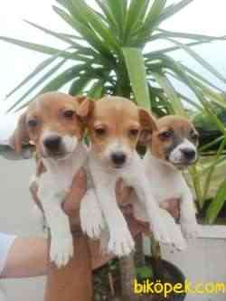 JACK RUSSEL YAVRULAR 2