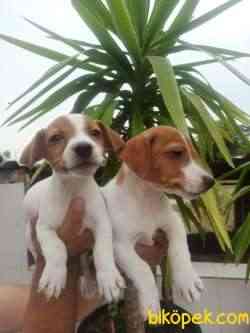 JACK RUSSEL YAVRULAR 4