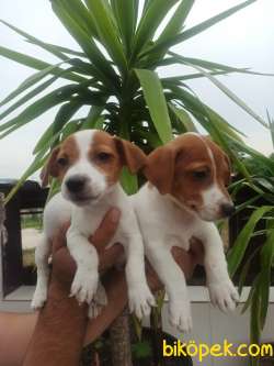 JACK Russel Yavrular 1