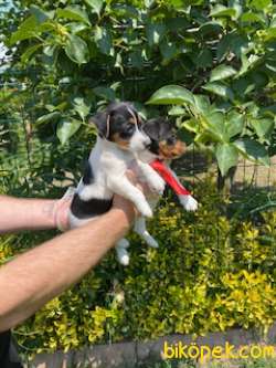 JACK RUSSEL YAVRULAR 2