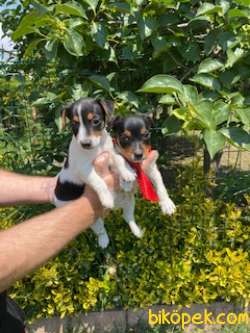 JACK RUSSEL YAVRULAR 3
