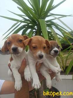 JACK RUSSEL YAVRULAR 1