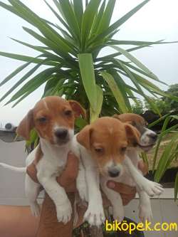 JACK RUSSEL YAVRULAR 2