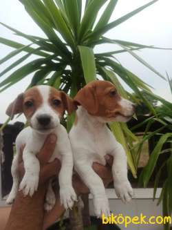 JACK RUSSEL YAVRULAR 2
