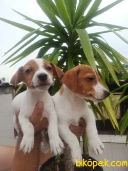 JACK RUSSEL YAVRULAR 3