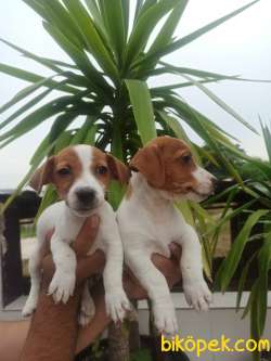 JACK RUSSEL YAVRULAR 1