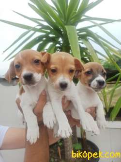 JACK RUSSEL YAVRULAR 3