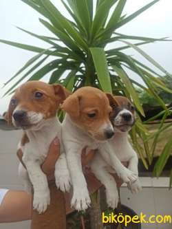 JACK RUSSEL YAVRULAR 1