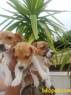 JACK RUSSEL YAVRULAR 2
