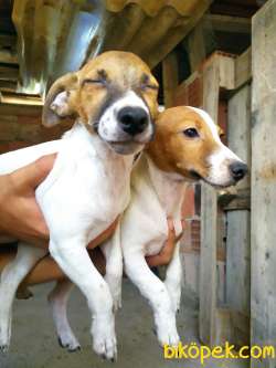 JACK Russel Yavrular 1