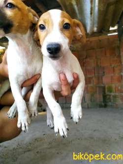 JACK Russel Yavrular 3