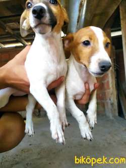 JACK Russel Yavrular 2