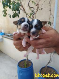 JACK RUSSEL YAVRULAR 4
