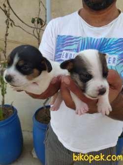 JACK RUSSEL YAVRULAR 3