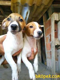 JACK RUSSEL YAVRULAR 2