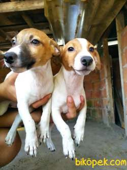 JACK RUSSEL YAVRULAR 1