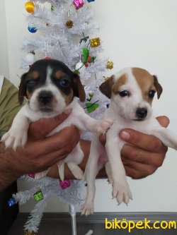 JACK RUSSEL YAVRULAR 3