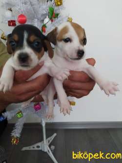 JACK RUSSEL YAVRULAR 4