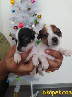 JACK RUSSEL YAVRULAR 2