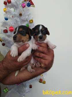 JACK RUSSEL YAVRULAR 1
