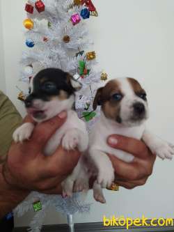 JACK RUSSEL YAVRULAR 5