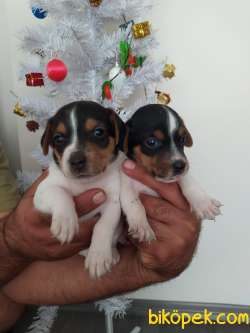 JACK RUSSEL YAVRULAR 3