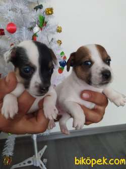 JACK RUSSEL YAVRULAR 4