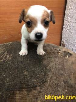 Jack Russel Yavrularda KAMPANYA 2