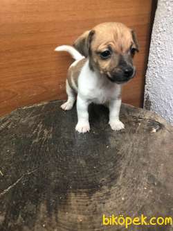 Jack Russel Yavrularda KAMPANYA 3