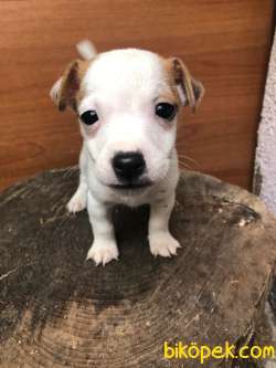 Jack Russel Yavrularda KAMPANYA 1