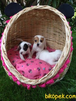 JACK RUSSEL YAVRULARI 3