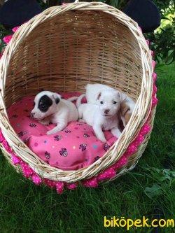 JACK RUSSEL YAVRULARI 4