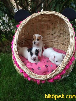 JACK RUSSEL YAVRULARI 1
