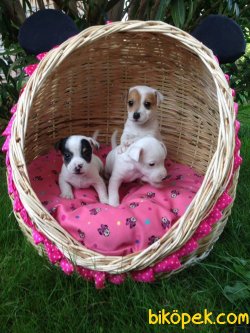 JACK RUSSEL YAVRULARI 2