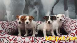 JACK RUSSEL YAVRULARI 4