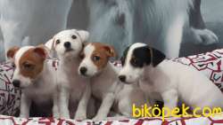 JACK RUSSEL YAVRULARI 1